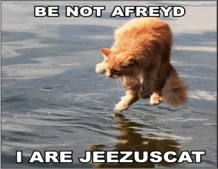 Jesuscat
