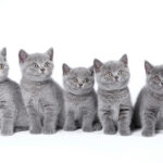 duplicate-kittens