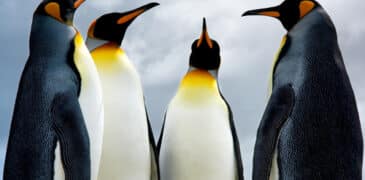 Penguin Update: Soll man Links abbauen?