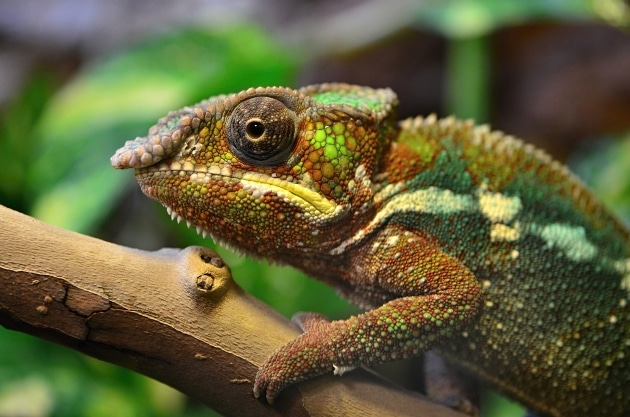 SEO: Passt Ihr Euch an oder nicht? Foto: Marek Velechovsky / Shutterstock