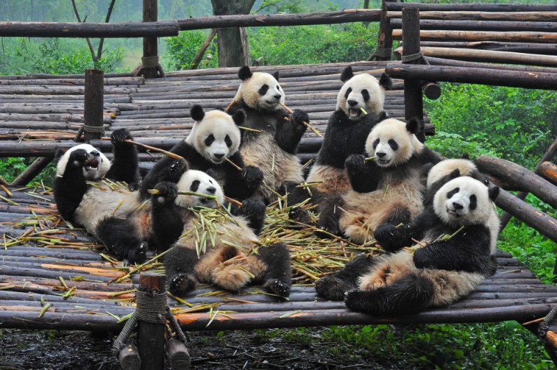 panda-gruppe