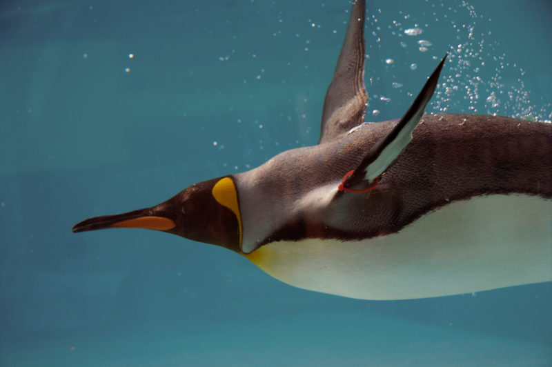 Königspinguin