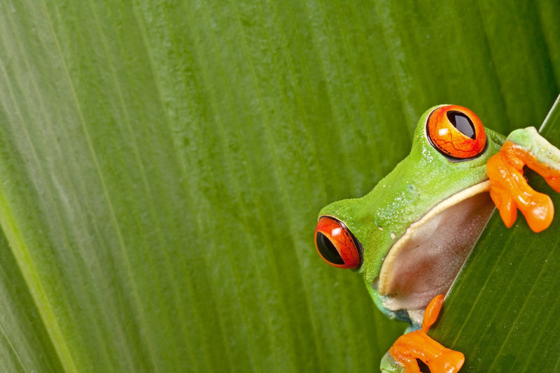 screaming frog seo spider tool screaming frog seo spider tool