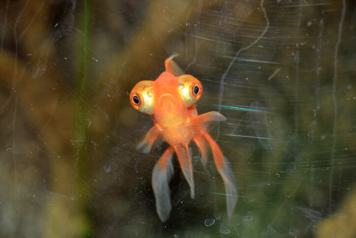 goldfisch-mit-grossen-augen