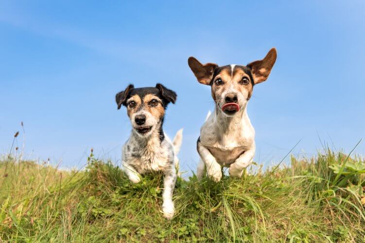 zwei hunde die sich verstehen