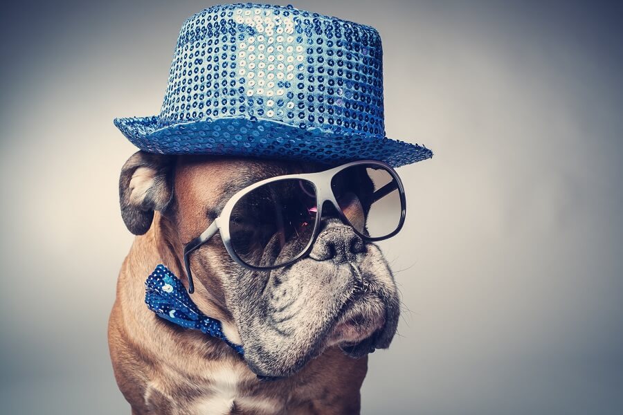 Verkleideter Hund für Marketing-Kampagne