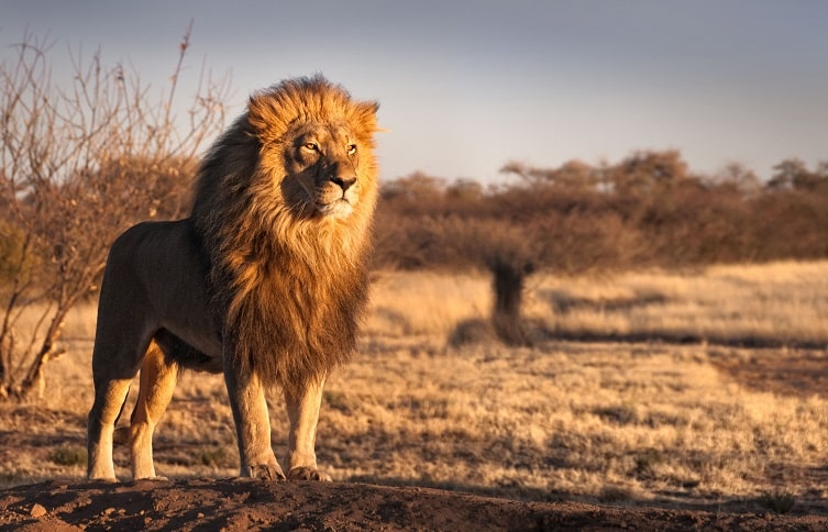 Löwe in einer stolzen Haltung