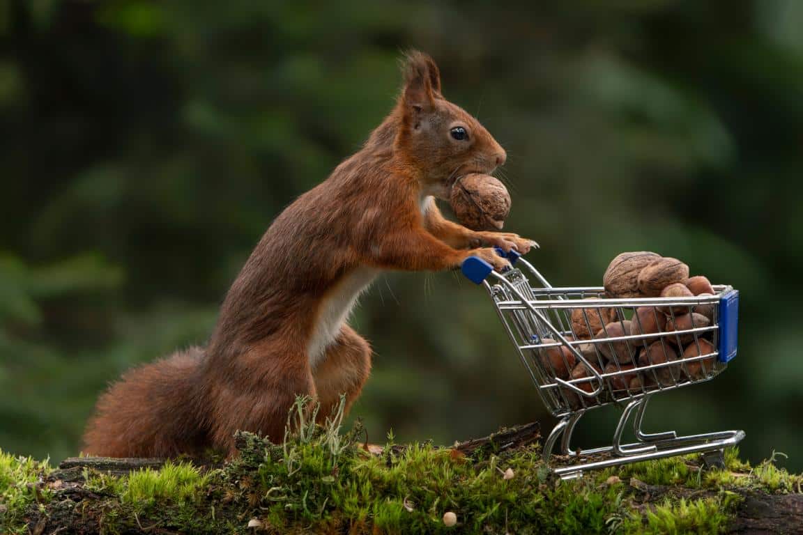Eichhörnchen schiebt Nüsse im Einkaufswagen