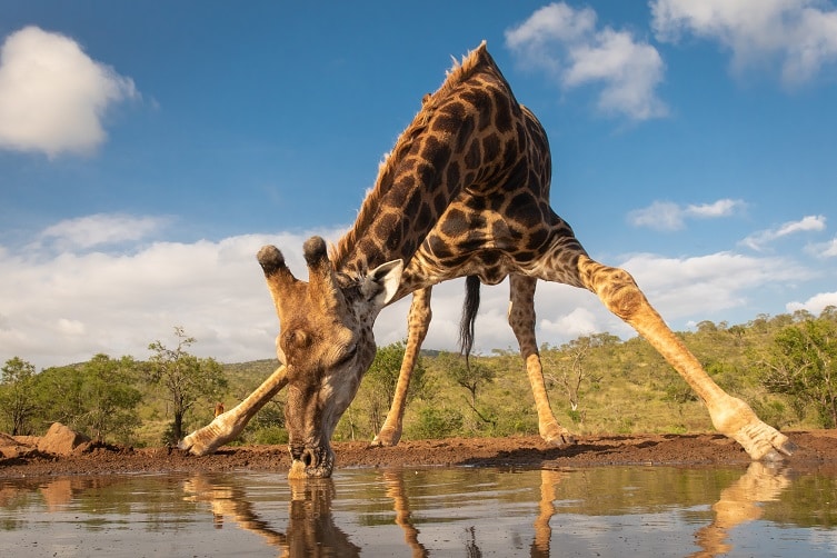 Giraffe beugt sich umständlich herunter um zu trinken